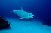 Grosser Tuemmler, Delphin, Delfin, Tursiops truncatus, Bahamas, Karibisches Meer, Karibik, Grand Bahama