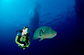 Humpback wrasse and scuba diver, Cheilinus undulatus, Maldives Islands,  Indian ocean, Ari Atol, Atoll