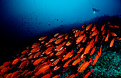 Großaugenbarsche und Taucher, Crescent-tail bigeye, Priacanthus hamrur and scuba diver