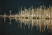 Kahikatea forest, Lake Wahapo, Swamp forest, Kahikatea Wald, West Coast, South Island, New Zealand, Sumpfbaeume