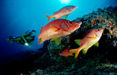 Großdorn-Husarenfische und Taucher, Longjawed squi, Longjawed squirrelfish and scuba diver, Sargocentron spiniferum