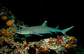 Weissspitzen-Riffhai, Whitetip reef shark, Triaeno, Triaenodon obesus