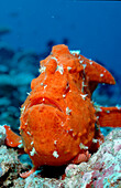Giant frogfish, Antennarius commersonii