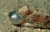 Eidechsenfisch frisst Kugelfisch, Reef lizardfish, Reef lizardfish eats pufferfish, Synodus variegatus, Arathron mappa