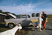 Feeding goats, Gillespies Beach, NZ, Mary feeding goats, old Ford Mainline car, West Coast, South Island, Frau futtert Ziege