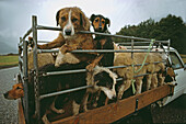 Sheep dogs in pick-up truck, NZ, Working dogs in truck, South Island, New Zealand