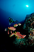 Scuba diver watches Longjawed squirrelfish under table coral, Sargocentron spiniferum, Maldives Islands,  Indian ocean, Ari Atol, Atoll