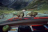 Keas on car window, Milford Pass, New Zealand's mountain parrot likes car rubber, windscreen wipers, Bergpapagei frisst Autogummi