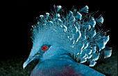 Kronentaube, Common crowned pigeon, Goura cristata