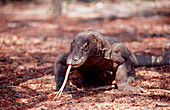 Komodo Waran, Komodo-Waran, Komodo dragon in natur, Komodo dragon in natural environment, Varanus komodoensis