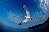 Seagull, Larus argentatus
