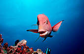 Harlekin - Lippfisch, Bodianus clancheri, Ekuador, Ecuador, Südamerika, Galápagos, Galapagos, Pazifik