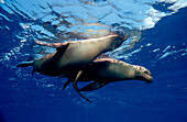 Galapagos Sea Lion, Zalophus californianus wollebacki , Ecuador, South America, Galápagos, Galapagos, Island, Pacific Ocean