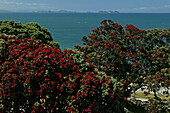 Blühender Pohutukawa Baum an der Küste im Sonnenlicht, Coromandel Halbinsel, Pohutukawa Küste, Nordinsel, Neuseeland, Ozeanien