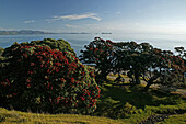 Blühender Pohutukawa Baum an der Küste im Sonnenlicht, Coromandel Halbinsel, Pohutukawa Küste, Nordinsel, Neuseeland, Ozeanien