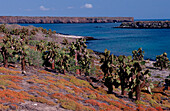 Galapagos Insel South Plaza, Plaza Sur, Galapagos, Galapagos island South Plaza