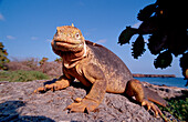 Galapagos Landleguan, Galapagos Land Iguana, CONOL, CONOLOPHUS SUBCRISTATUS