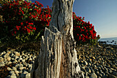 Flowering Pohutukawa tree, NZ, Stony shoreline, Coromandel Peninsula, North Island, New Zealand, Coromandel Halbinsel, Pohutukawa Coast