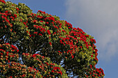 Blühender Pohutukawa Baum im Sonnenlicht, Coromandel Halbinsel, Pohutukawa Küste, Nordinsel, Neuseeland, Ozeanien