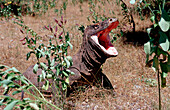 Komodo Waran, Komodo-Waran, Komodo dragon in natur, Komodo dragon in natural environment, Varanus komodoensis
