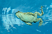 Toad swimming to water surface, Bufo bufo, Germany, Bavaria