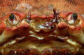 Europaischer Taschenkrebs, European crab, Cancer p, Cancer pagurus