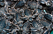 Baby Suppenschildkroete, Gruene Meeresschildkroete, B, Baby Green sea turtle, green turtle hatching from egg, Chelonia mydas