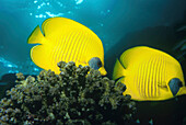 Schmetterlingsfische, Rotes Meer Aegypten
