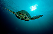 Green Turtle, Chelonia mydas, Malaysia, Pazifik, Pacific ocean, Borneo, Sipadan