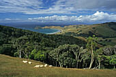 View of forest and coast area in the sunlight, Port Jackson, Cape Colville, Coromandel Peninsula, North Island, New Zealand, Oceania