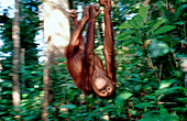 Orang-Utan, Orang-Utan, Pongo pygmaeus