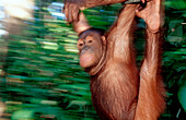 Orang-Utan, Pongo pygmaeus, Malaysia, Borneo, Sabah, Sepilok