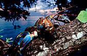 Palmendieb, Kokusnus Krabbe, Coconut Robber Crab, Birgus latro