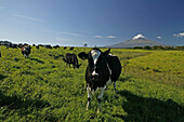 Cows in front of dormant volcano Mount Taranaki at Egmont National Park, North Island, New Zealand, Oceania