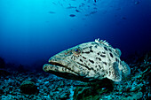 Potato grouper , Epinephelus tukula, Burma, Myanmar, Birma, Indian ocean, Andaman sea