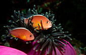 Oranger Anemonenfisch, Amphiprion dandaracinos, Indonesien, Raja Ampat, Irian Jaya, West Papua, Indischer Ozean