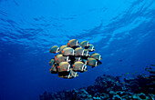 butterflyfish, Chaetodon collare, Maldives Island, Indian Ocean, Ari Atol