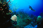 Taucher am Korallenriff