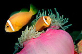 Anemonefishes, Amphiprion nigripes, Maldives Islands,  Indian ocean, Ari Atol, Atoll