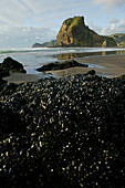 Blick über die Küste von Piha Beach auf Lion Rock, bekanntester Strand zum Surfen, West Küste in der nähe von Auckland, Nordinsel, Neuseeland