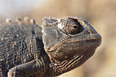 Chamaeleon, Damaraland Namibia