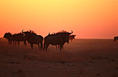 Gnus and sunset, Etoscha NP Namibia