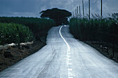 Country road amidst sugar cane fields, Mauritius, Africa