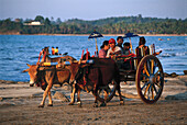 Ox trolley at the beach, Chaungtha, Ayeyarwaddy Division Myanmar Burma