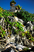 Iguana, Tulum, Halbinsel Yucatan, Mexico