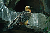 Bearded vulture, Gypaetus barbatus, Bird of Prey, Animals