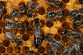 Queen bee and worker bees, hive, Bavaria, Germany