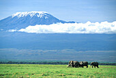 Elephants in front of Mount Kilimandjaro, Amboseli National Park, Kenya, Africa