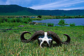 Schädel von einem Büffel, Ngoitokitok Springs, Tansania