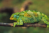 Dreifach gehörntes Chameleon, weiblich, Ost-Afrika